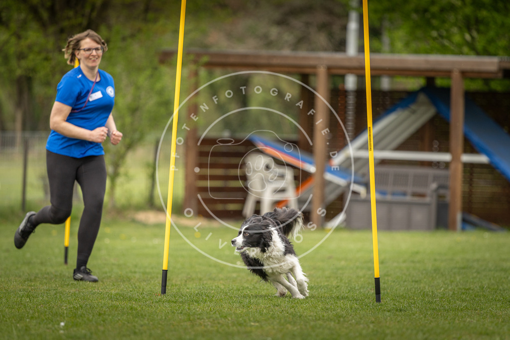 Pfotenfotografie_DV3A2048 | Hundefotografie, Tierfotograf, Pfotenfotografie, Fotoshooting Hund, Hunde Portrait, Hundesport, Hundeportraits, Heideshooting, Hunde, Sportfotograf, Hundefotograf, Turnierhundsport, THS,  - Realisiert mit Pictrs.com