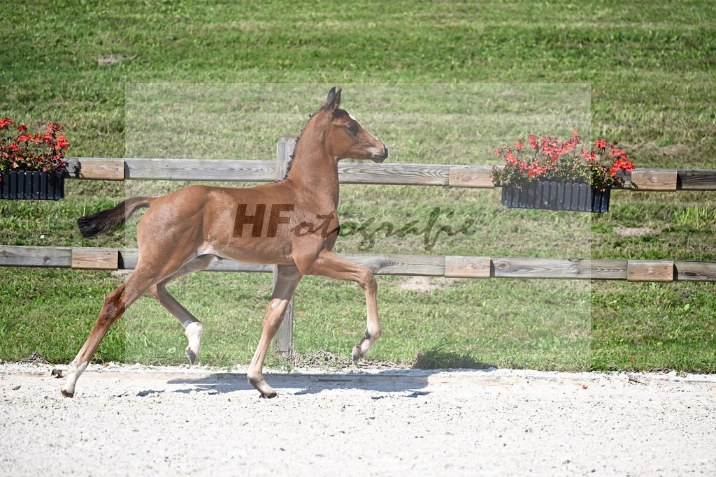 Kat-Nr. 40 Bon Courage x Veneziano_HF_Reglauer_24250170 | hf-fotografie - Realisiert mit Pictrs.com