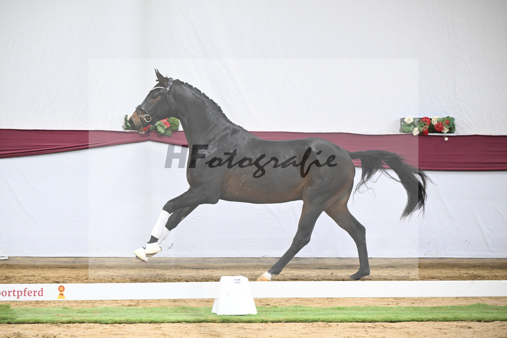 Kat-Nr. 66 Feliciano x Fidertanz_Franz Winklmaier_47252518 | hf-fotografie - Realisiert mit Pictrs.com