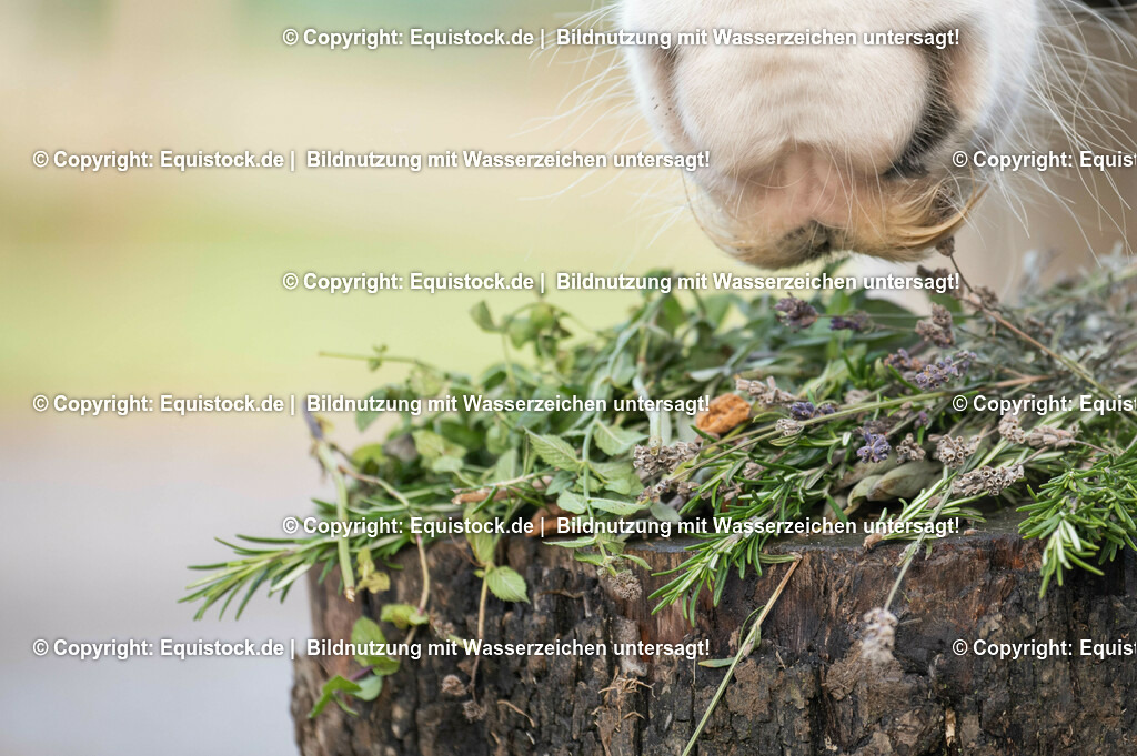 20201207_Tinker-frisst-kr__uter_0007 | equistock