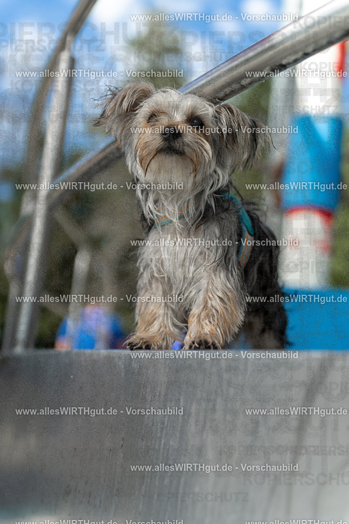 Hundeschwimmen_Volksbad_2026-allesWIRTHgut_Tierfotografie-2609061440-7R501188 | Professionelle Tierfotografie in Mönchengladbach von Daniel Wirth (allesWIRTHgut). Liebevolle & natürliche Bilder von Hunden & Katzen für unvergessliche Erinnerungen.