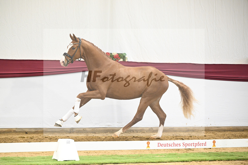 Kat-Nr. 24 Escanto PS x Feinrich_Tobias Sesselmann u Lea Dressel_47250774 | hf-fotografie - Realisiert mit Pictrs.com