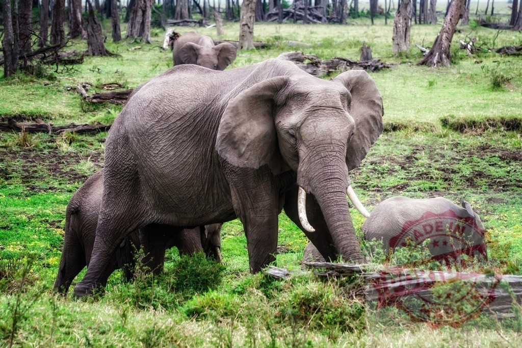 Elephant family with calves grazing in African wilderness | African elephant family with young calves feeding on green grass in natural habitat - Realisiert mit Pictrs.com