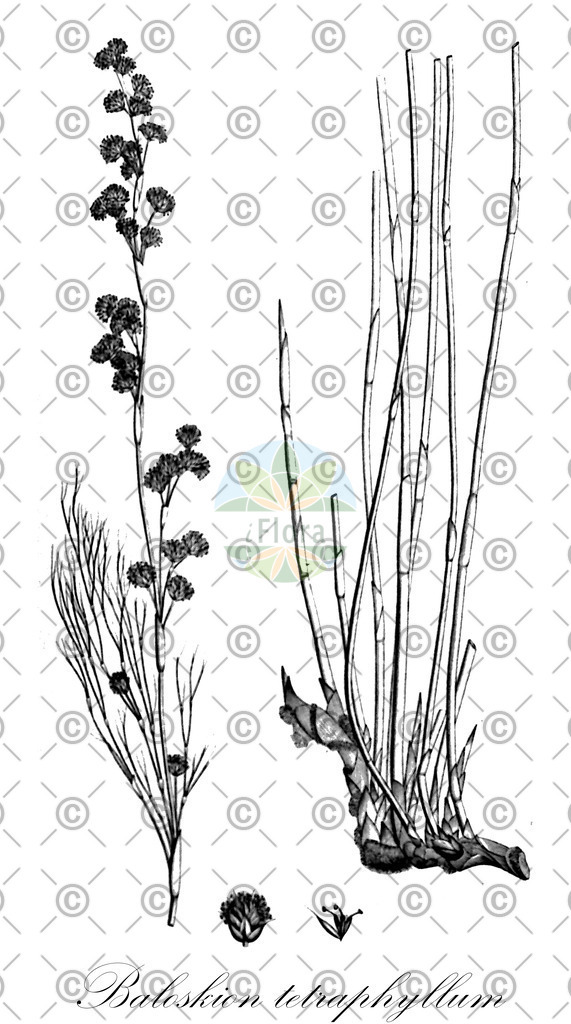 HistAbb_wfo-0000340940_3_ENZY_Simple | Historische Abbildung von Baloskion tetraphyllum - Restionaceae | Historical Illustration of Baloskion tetraphyllum - Restionaceae