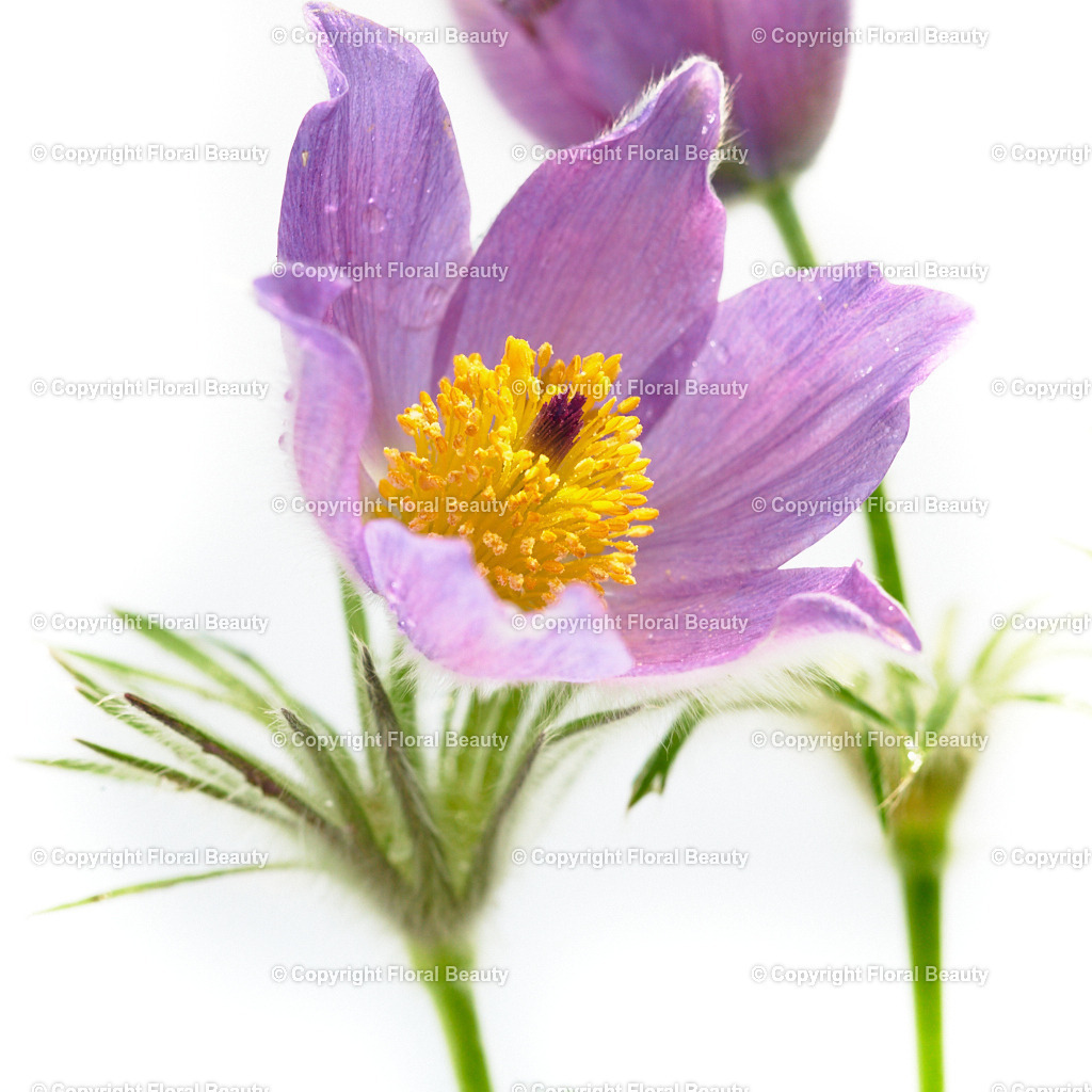 Pulsatilla-vulgaris-88699-H | Onlineshop für hochwertige Wandbilder. Bei uns findet ihr selbstgestaltete Blumenmotive. Das perfekte Geschenk, als Praxisdeko oder die eigene Wohnung. Alle künstlerischen Blumenfotos sind auf Leinwand, FineArtPrint, Kunstdruck und vielem mehr zu erwerben - Realisiert mit Pictrs.com