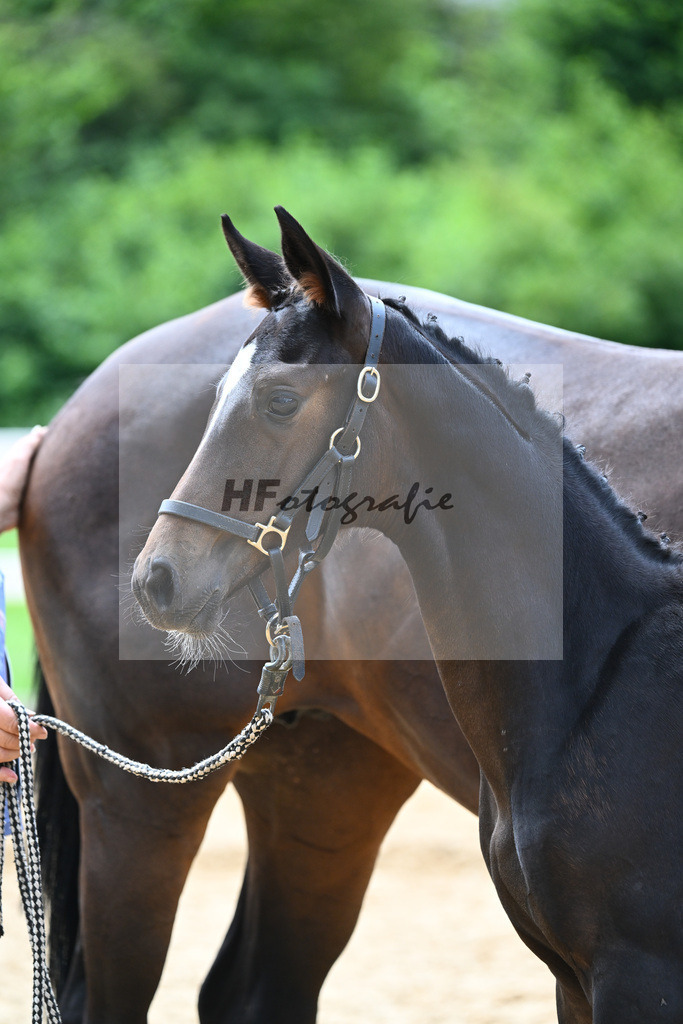 Kat-Nr. 20 Valenziano x Decurio_Gindhart_27140624 | hf-fotografie - Realisiert mit Pictrs.com