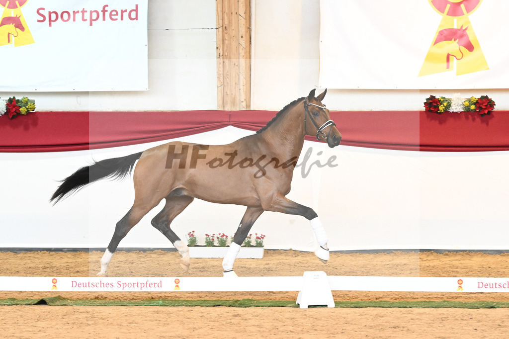 Kat-Nr. 58 Vitalis x Quaterback_Molcan_43230901 | hf-fotografie - Realisiert mit Pictrs.com