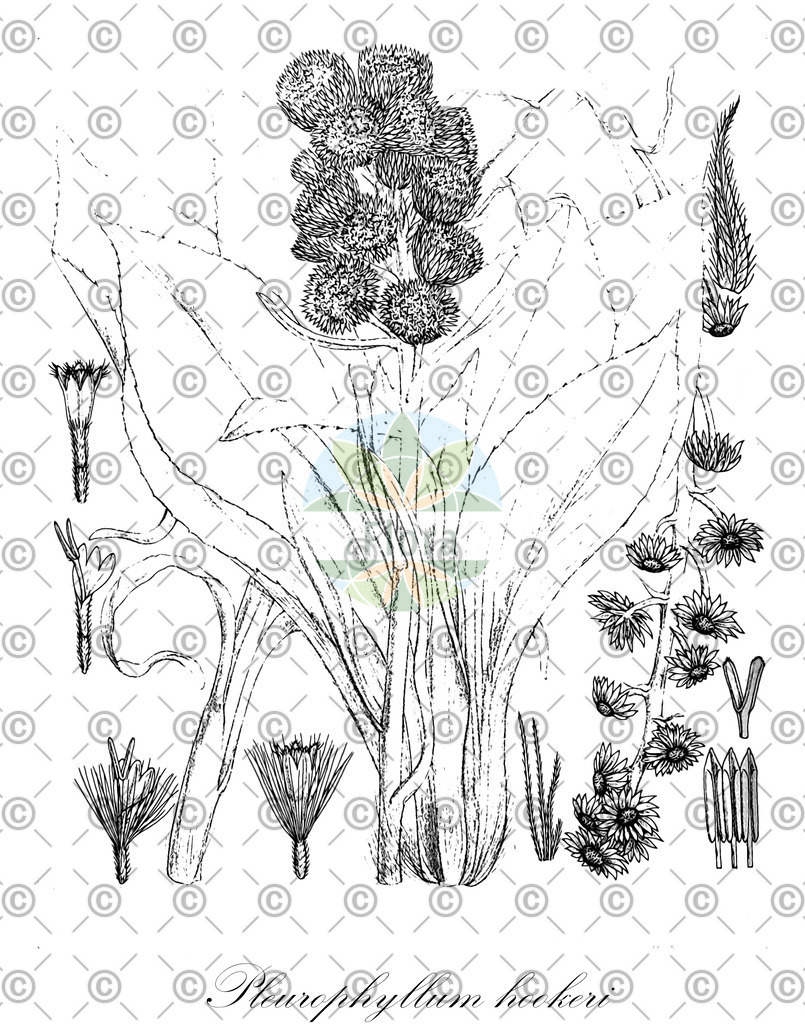 HistAbb_wfo-0001046250_1_ENZY_Simple | Historische Abbildung von Pleurophyllum hookeri - Asteraceae | Historical Illustration of Pleurophyllum hookeri - Asteraceae