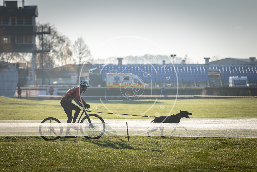 CaniXpix_DV3A0596 | Hundefotografie, Tierfotograf, Pfotenfotografie, Fotoshooting Hund, Hunde Portrait, Hundesport, Hundeportraits, Heideshooting, Hunde, Sportfotograf, Hundefotograf, Turnierhundsport, THS,  - Realisiert mit Pictrs.com
