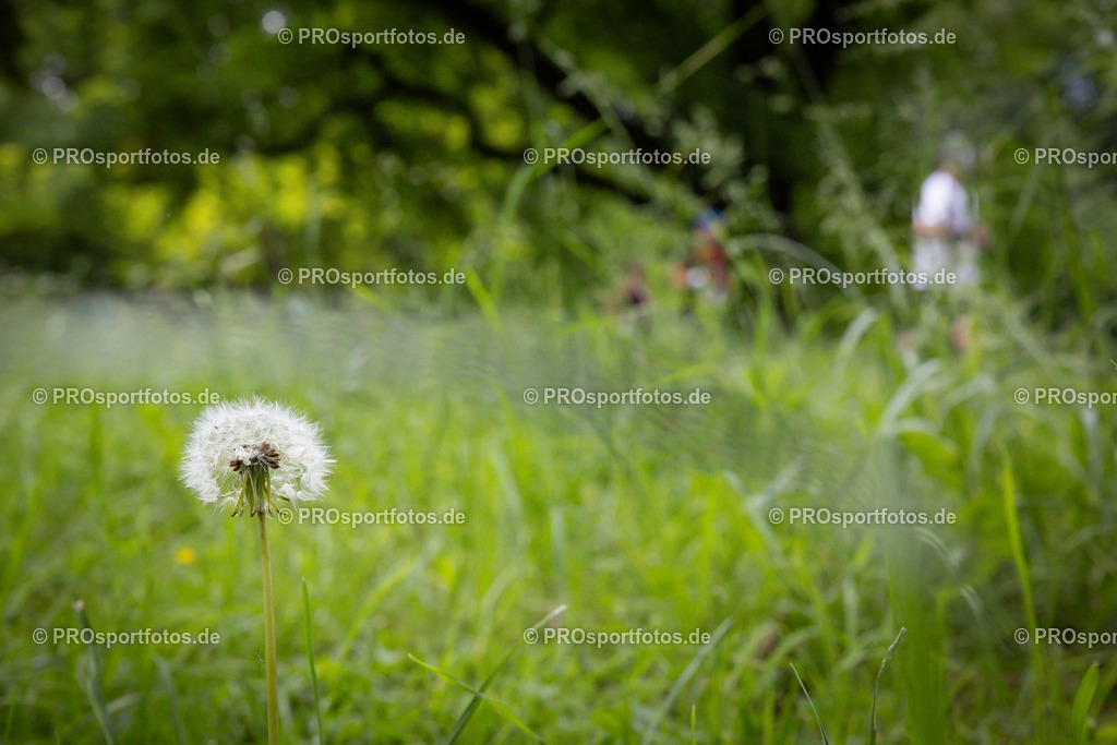 Stadionlauf Köln, 26.05.2024 | Impressionen von Stadionlauf Köln am 26.05.2024 rund um das RheinEnergie-Stadion in Koeln-Müngersdorf.