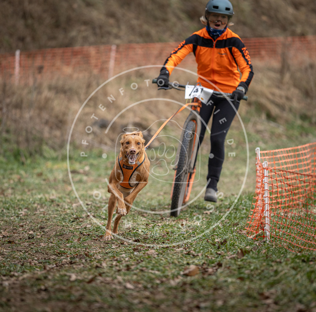 Pfotenfotografie_DV3A0406 | Hundefotografie, Tierfotograf, Pfotenfotografie, Fotoshooting Hund, Hunde Portrait, Hundesport, Hundeportraits, Heideshooting, Hunde, Sportfotograf, Hundefotograf, Turnierhundsport, THS,  - Realisiert mit Pictrs.com
