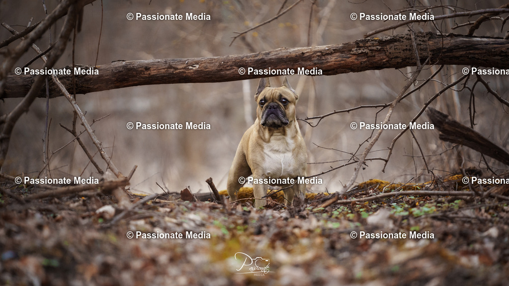 DSC09638 | Passionate Media, dein Fotograf aus Brandenburg, Märkisch Oderland, im Bereich Motorsport, Autos und Motorräder sowie Events und auch Hunde. Shootings oder auch Eventbegleitungen können bei mir gebucht we