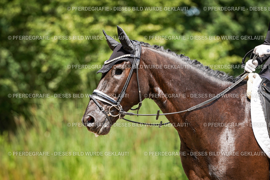 DSC01715 | Pferdegrafie