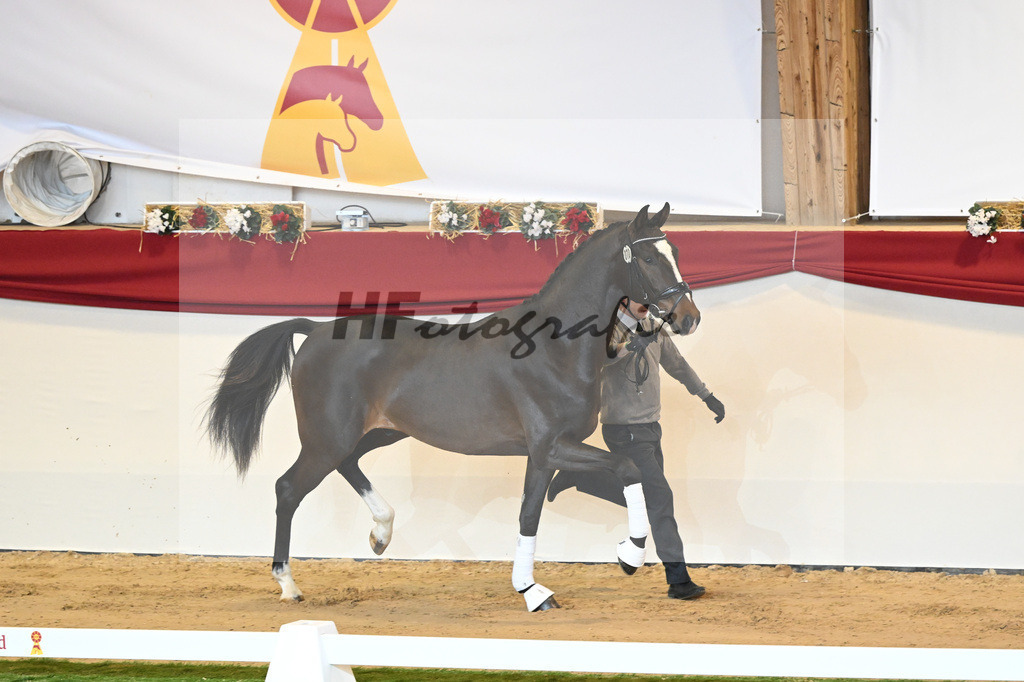 Kat-Nr. 70 Si Senor M_Saechsische Gestuetsverwaltung_1230266 | hf-fotografie - Realisiert mit Pictrs.com