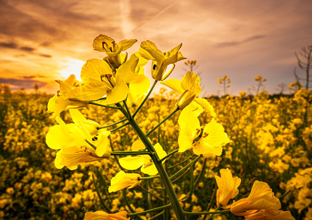 MPI_Blüten_0012 | Rapsblüte bei Altenheim - Realisiert mit Pictrs.com