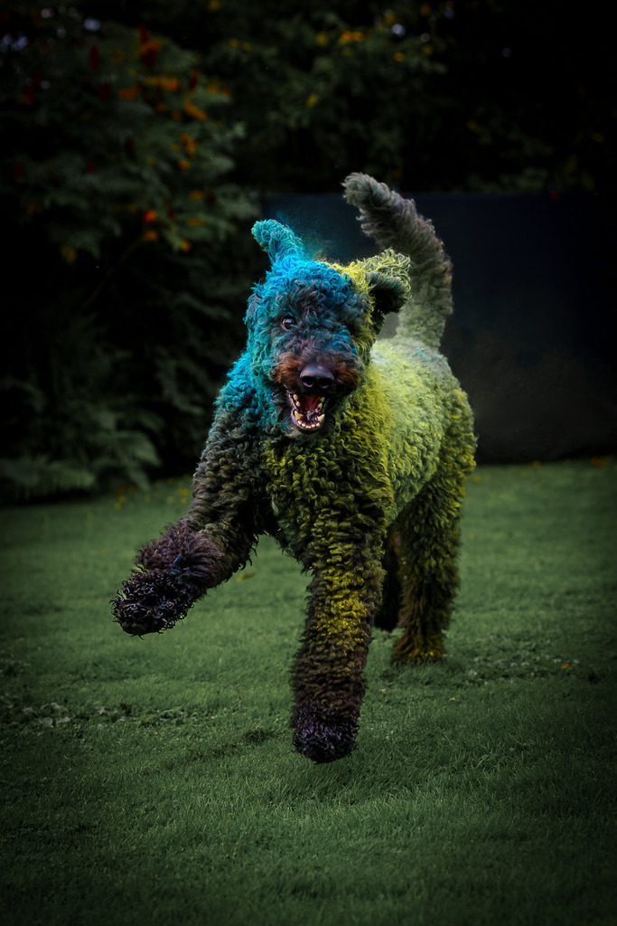 allesWIRTHgut Tierfotografie - 7IV04990-Verbessert-RR | Professionelle Tierfotografie in Mönchengladbach von Daniel Wirth (allesWIRTHgut). Liebevolle & natürliche Bilder von Hunden & Katzen für unvergessliche Erinnerungen.