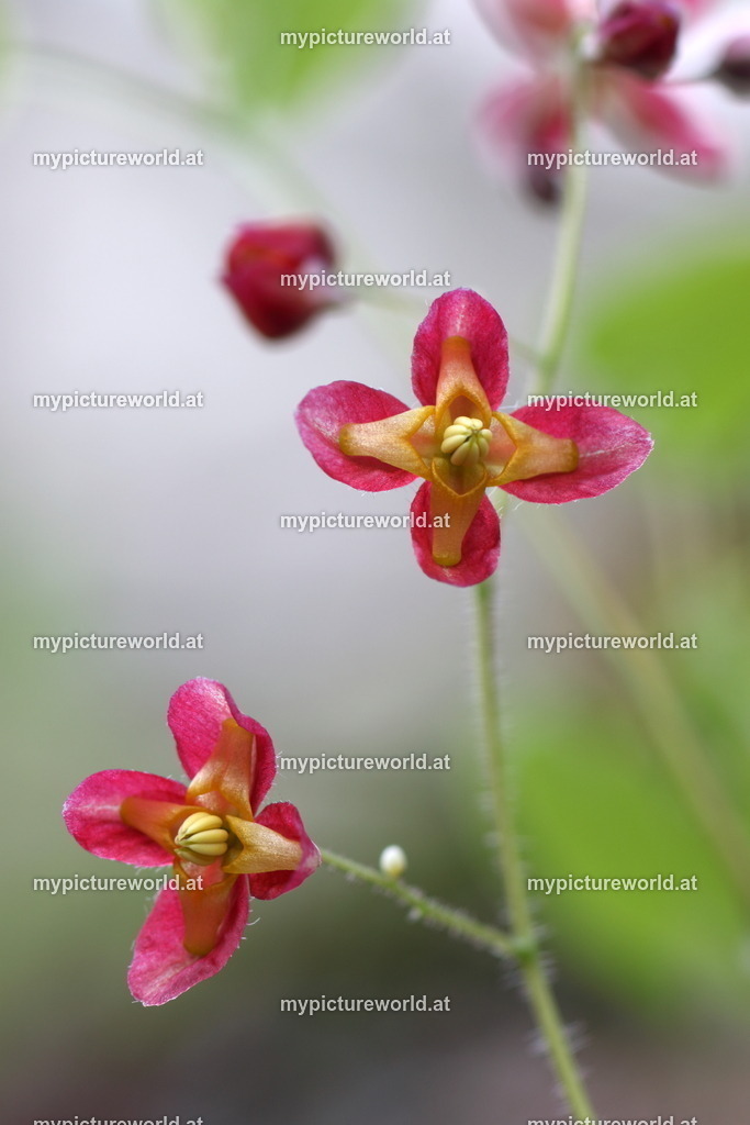 Alpen-Sockenblume-014 | Das Bilderarchiv über Tiere, Planzen und Landschaften. In der Bilddatenbank finden Sie ein große Auswahl an hochwertigen Bilder für Ihre Werbung - Realized with Pictrs.com