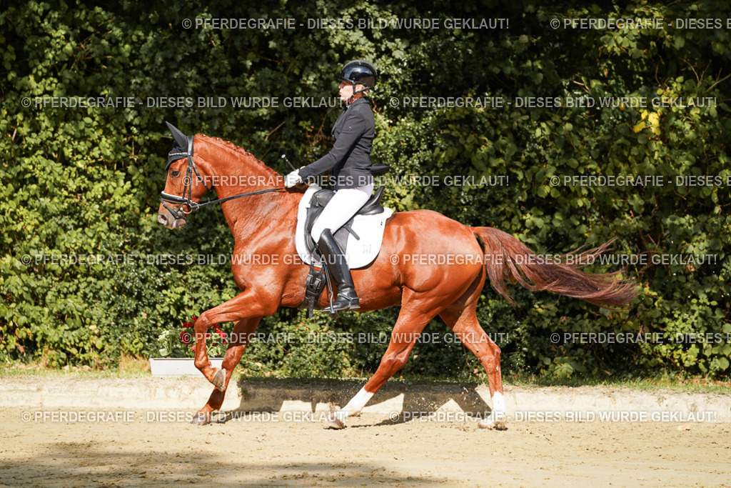 DSC08622 | Pferdegrafie