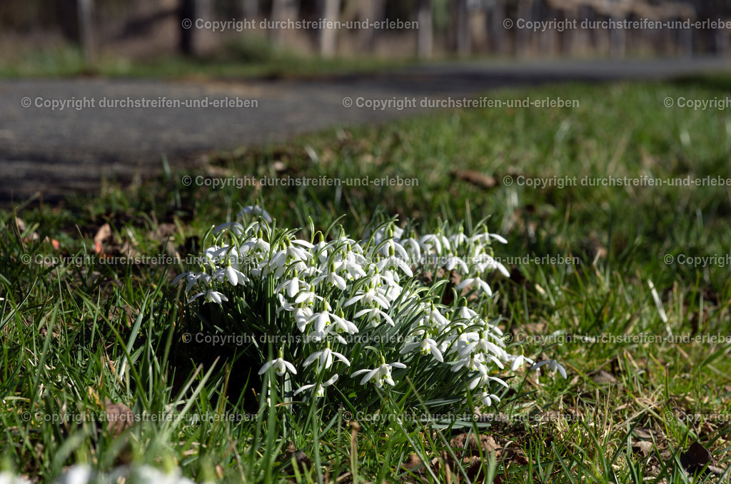 Schneeglöckchen Erster Frühlingsbote | Schneeglöckchen Erster Frühlingsbote an bekannter Stelle vor Zaun für Heckrinder in den Rieselfeldern Münster - Realisiert mit Pictrs.com