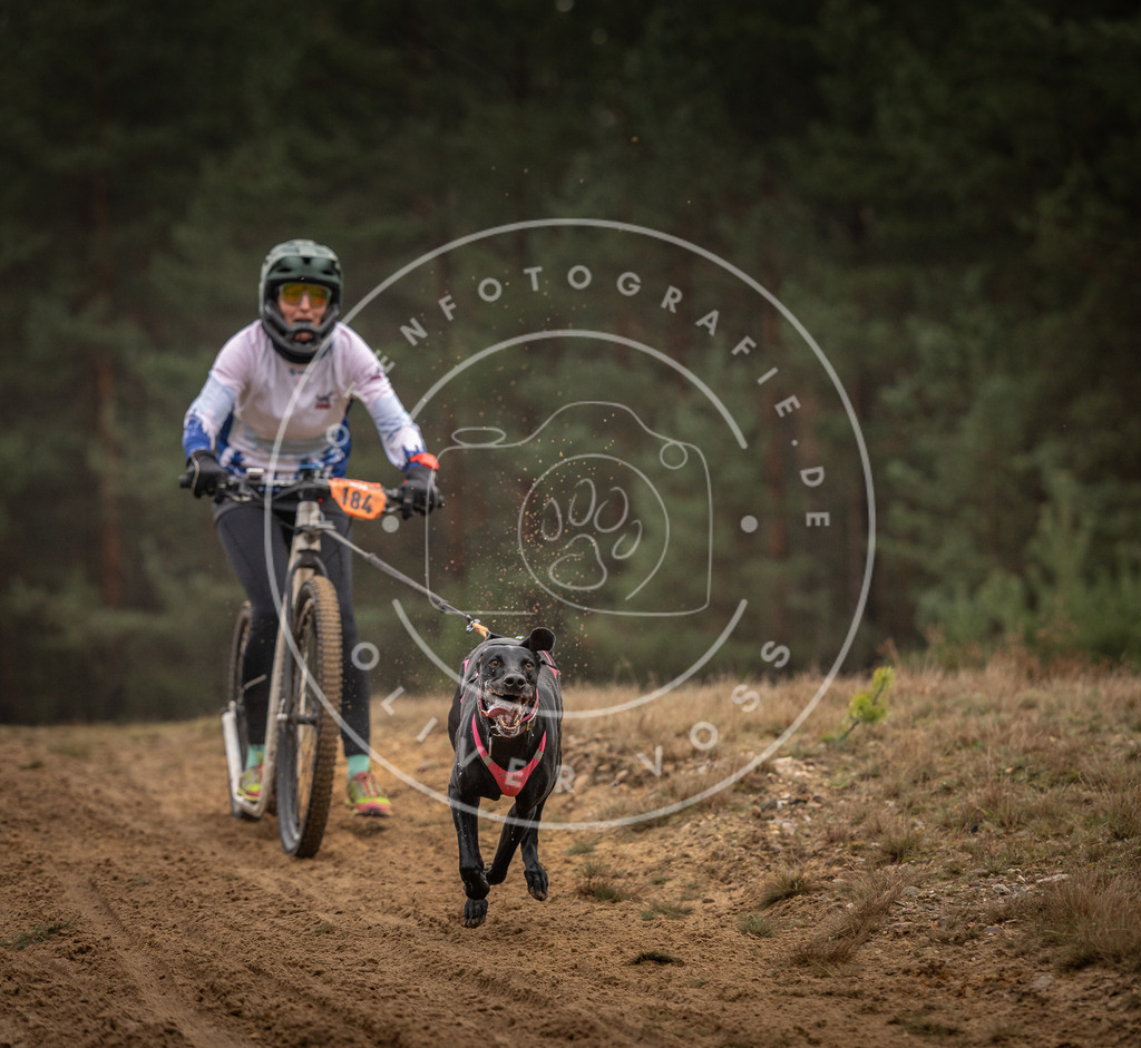 Pfotenfotografie_DV3A4767 | Hundefotografie, Tierfotograf, Pfotenfotografie, Fotoshooting Hund, Hunde Portrait, Hundesport, Hundeportraits, Heideshooting, Hunde, Sportfotograf, Hundefotograf, Turnierhundsport, THS,  - Realisiert mit Pictrs.com