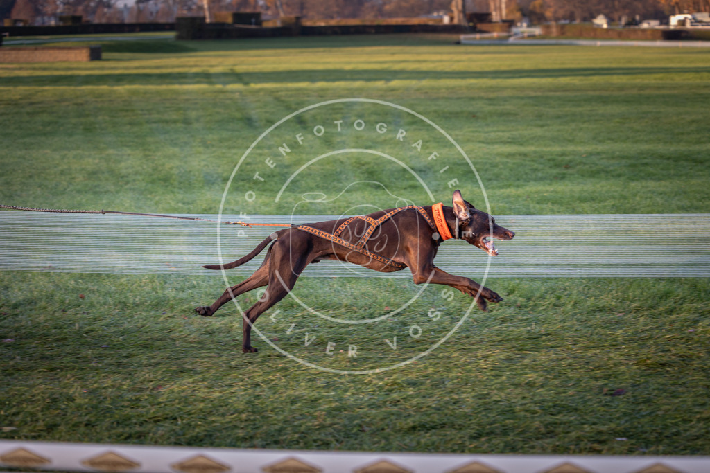 CaniXpix_0L8A1576 | Hundefotografie, Tierfotograf, Pfotenfotografie, Fotoshooting Hund, Hunde Portrait, Hundesport, Hundeportraits, Heideshooting, Hunde, Sportfotograf, Hundefotograf, Turnierhundsport, THS,  - Realisiert mit Pictrs.com
