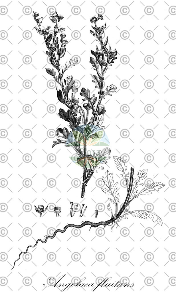 HistAbb_wfo-0000536542_429_ENZY_Simple | Historische Abbildung von Angolaea fluitans - Podostemaceae | Historical Illustration of Angolaea fluitans - Podostemaceae