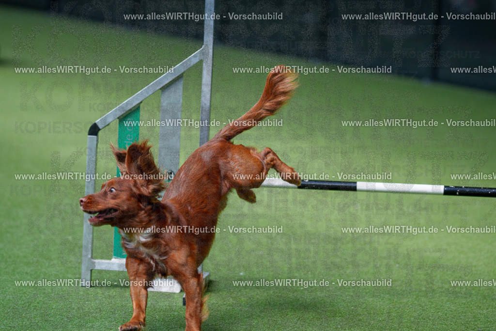 @allesWIRTHgut_Tierfotografie - www.allesWIRTHgut.de - 2604251359-7R504482 | Professionelle Tierfotografie in Mönchengladbach von Daniel Wirth (allesWIRTHgut). Liebevolle & natürliche Bilder von Hunden & Katzen für unvergessliche Erinnerungen.