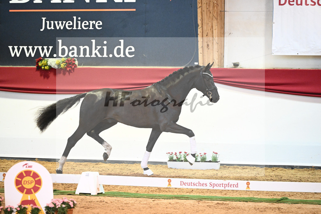 Kat-Nr. 49 Springbank II VH x Dante Weltino_Winklmaier_43232062 | hf-fotografie - Realisiert mit Pictrs.com