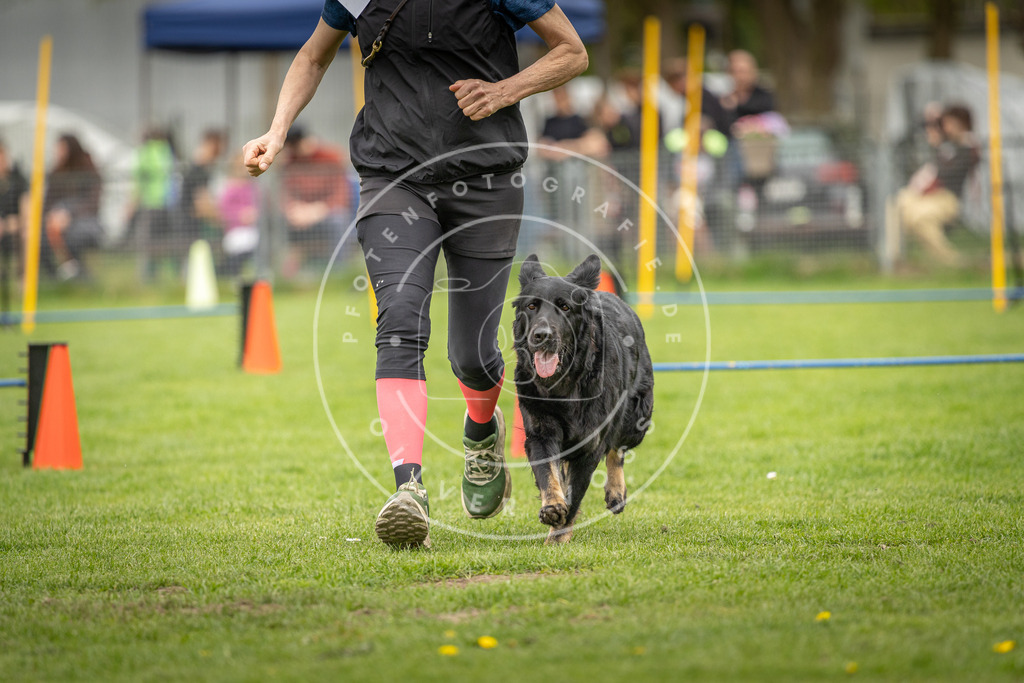 Pfotenfotografie_DV3A0930 | Hundefotografie, Tierfotograf, Pfotenfotografie, Fotoshooting Hund, Hunde Portrait, Hundesport, Hundeportraits, Heideshooting, Hunde, Sportfotograf, Hundefotograf, Turnierhundsport, THS,  - Realisiert mit Pictrs.com