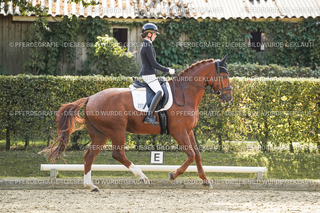 DSC08737 | Pferdegrafie