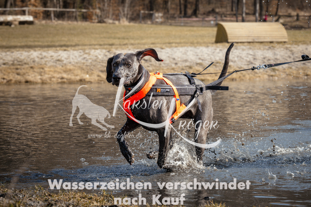 1103_ZZ92062 | kk-dogfotos