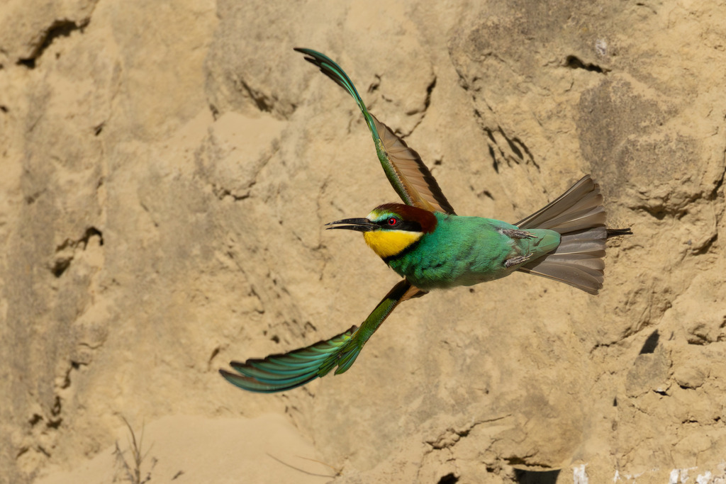 Der Bienenfresser | Der Bienenfresser ist zweifellos einer der auffälligsten und farbenprächtigsten Vögel Europas, der durch sein exotisches Aussehen an Vögel aus tropischen Regionen erinnert. Er gehört zur Familie der Bienenfresser (Meropidae), von denen er die einzige Art ist, die regelmäßig in Europa brütet. - Realisiert mit Pictrs.com