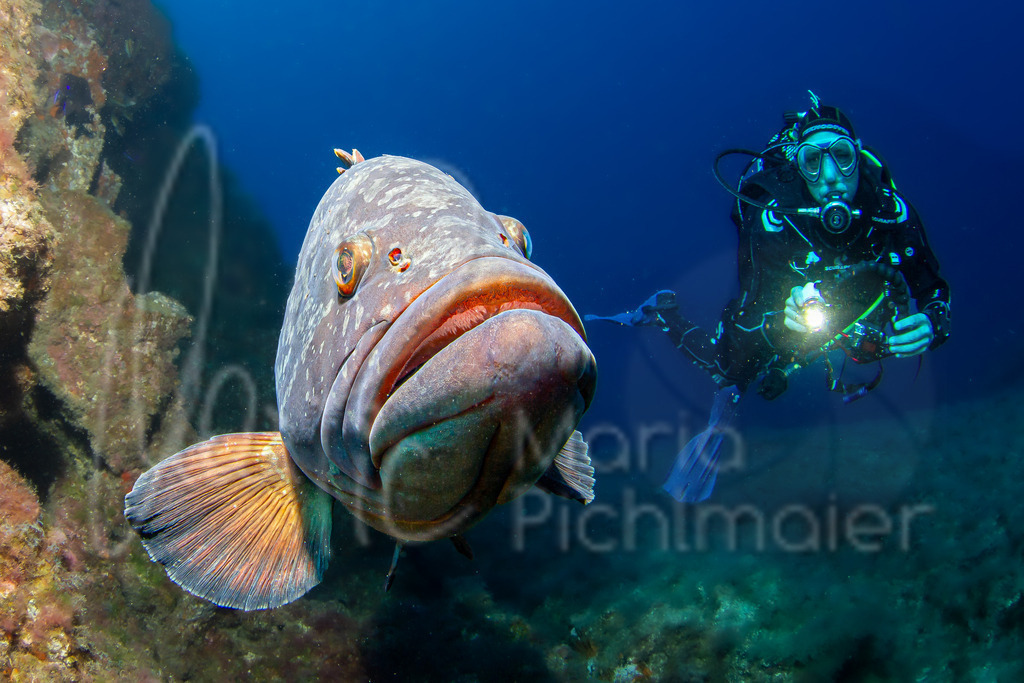 Epinephelus marginatus | DE: Brauner ZackenbarschEN: Dusky grouperES: Mero morenoFR: Mérou noir - Realisiert mit Pictrs.com