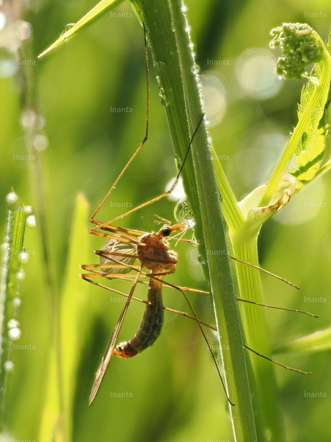 Wiesenschnake (Tipula paludosa) | Die Wiesenschnake (Tipula paludosa), auch Sumpfschnake genannt, ist eine 16–25 mm große, langbeinige Schnake aus der Familie der Tipulidae. Sie fliegt vor allem im Spätsommer und ihre Larven leben im Boden von Wiesen und Rasen.
 –  – 
The Marsh Crane Fly (Tipula paludosa) is a 16–25 mm long-legged crane fly from the family Tipulidae. It mainly flies in late summer and its larvae live in the soil of meadows and lawns. - Realisiert mit Pictrs.com