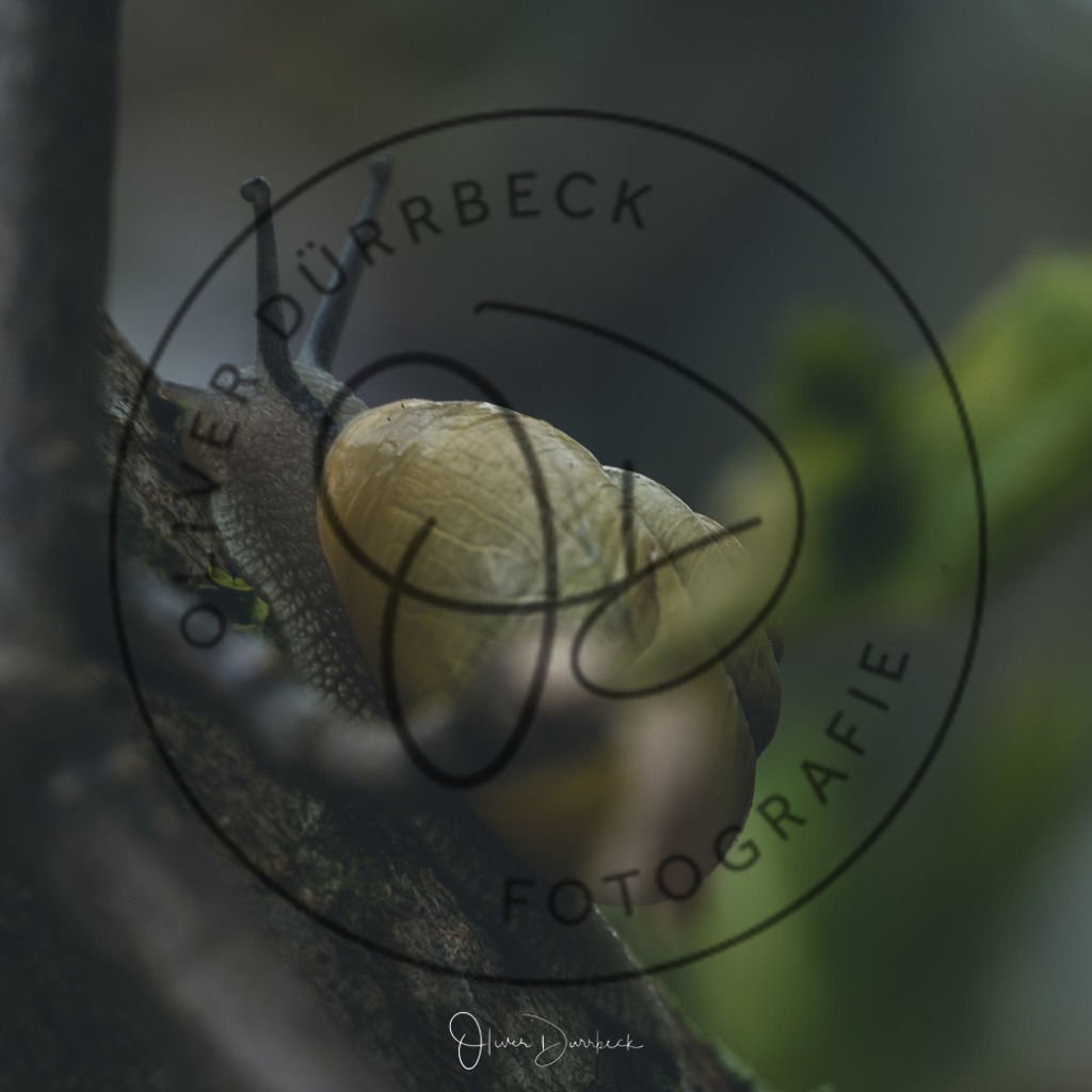 natur-tiere-13 | Shop für Kindergartenfotografie und andere Fotoprodukte von Oliver Dürrbeck Fotografie. - Realisiert mit Pictrs.com