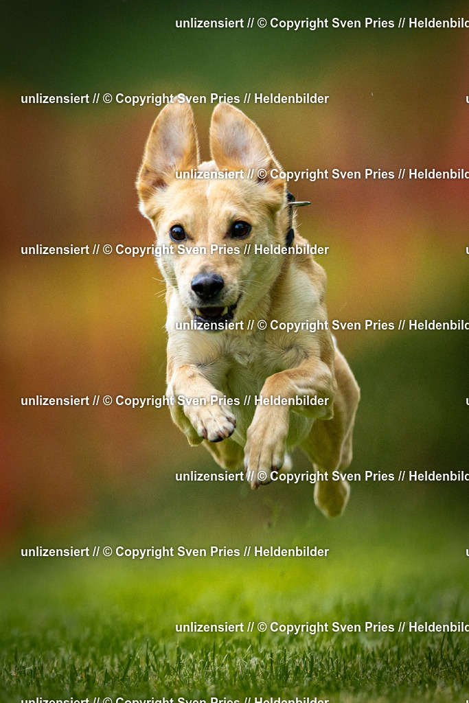 Sven Pries | 2025-09-21 - Hunderennen Baden-Oos - Realisiert mit Pictrs.com