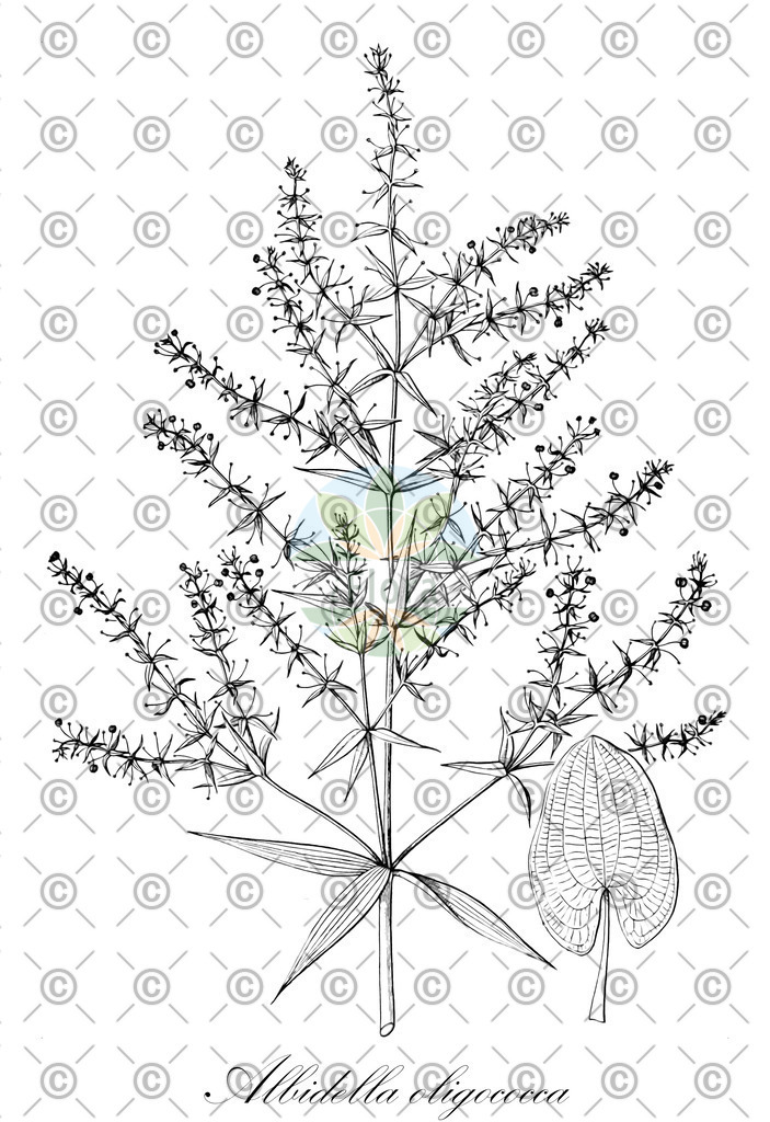 HistAbb_wfo-0001424349_1_ENZY_Simple | Historische Abbildung von Albidella oligococca - Alismataceae | Historical Illustration of Albidella oligococca - Alismataceae