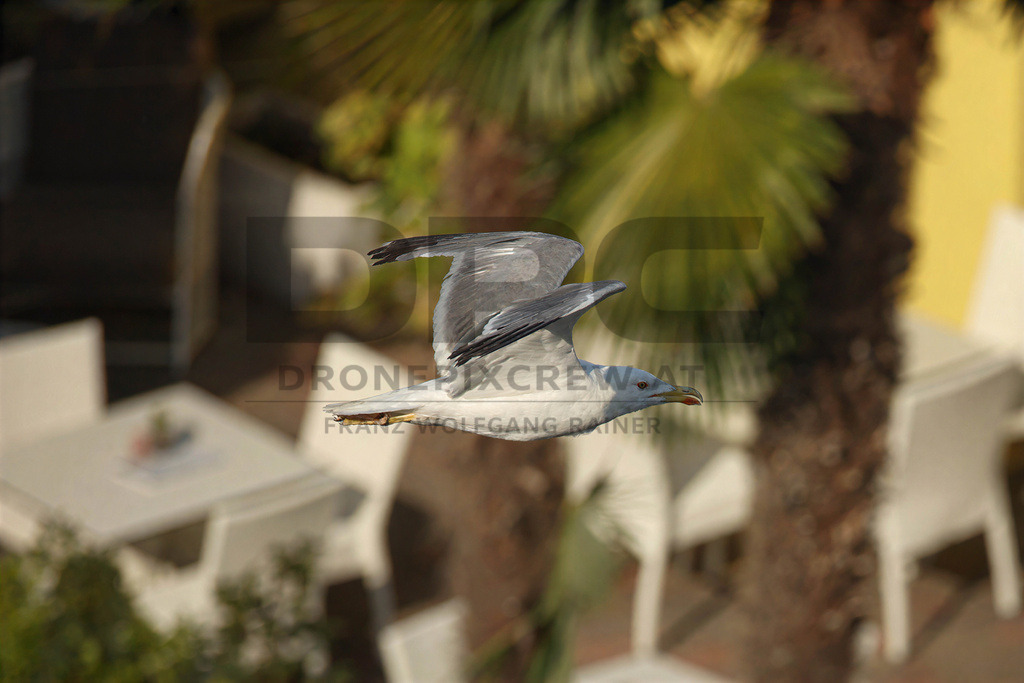 Yellow-legged Gull (Larus michahellis) | Yellow-legged Gull (Larus michahellis), a large gull species commonly found along Mediterranean coasts, rocky shorelines, harbours and coastal areas. - Realisiert mit Pictrs.com
