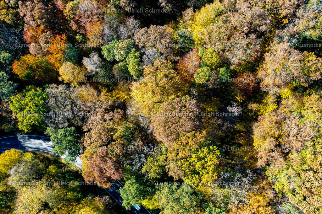 10049-51500 - Herbst im Huy bei Halberstadt | Stockfoto und Bilderpool mit Bildmaterial aus Deutschland, dem Harz, Halberstadt, Quedlinburg, Wernigerode und weltweit. Qualitativ hochwertige und professionelle Fotos anschauen und kaufen. - Realisiert mit Pictrs.com