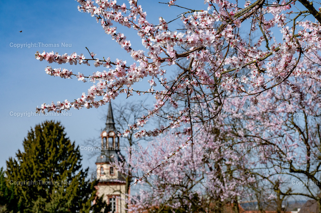 mandelbluete-bergstrasse-weinberge-bensheim-heppenheim-fruehling-Fotografie-Thomas-Neu-34 | Der Turm der Rodensteiner Hofes mit Blüten im Bensheimer Stadtpark, Bild: Thomas Neu