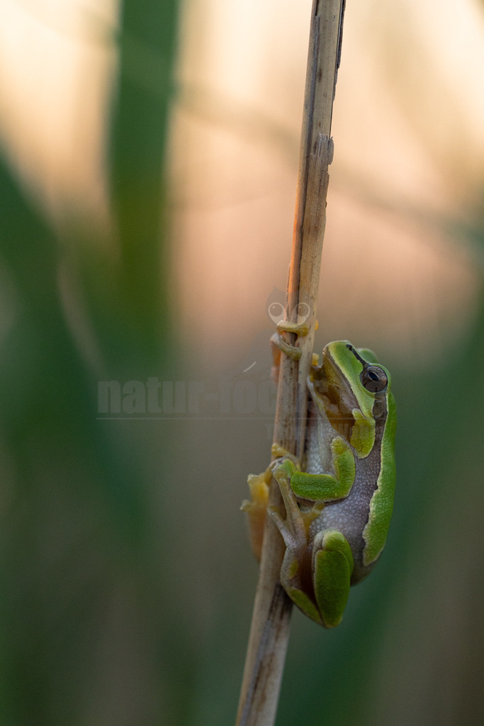 R5M24547_20260520 | Ein Europäischer Laubfrosch (Hyla arborea) klammert sich mit seinen Haftscheiben an einen vertikalen, trockenen Schilfhalm. Der Frosch ist leuchtend grün mit einer dunklen Seitenlinie, die von der Schnauze über das Auge bis zur Flanke verläuft. Sein Bauch ist hellgrau. Der Hintergrund ist unscharf und zeigt grüne Pflanzen sowie einen warmen, orange-rosa Lichtschein, möglicherweise von der untergehenden Sonne. Die Interaktion zeigt den Frosch beim Klettern oder Ruhen am Schilf. - Realisiert mit Pictrs.com