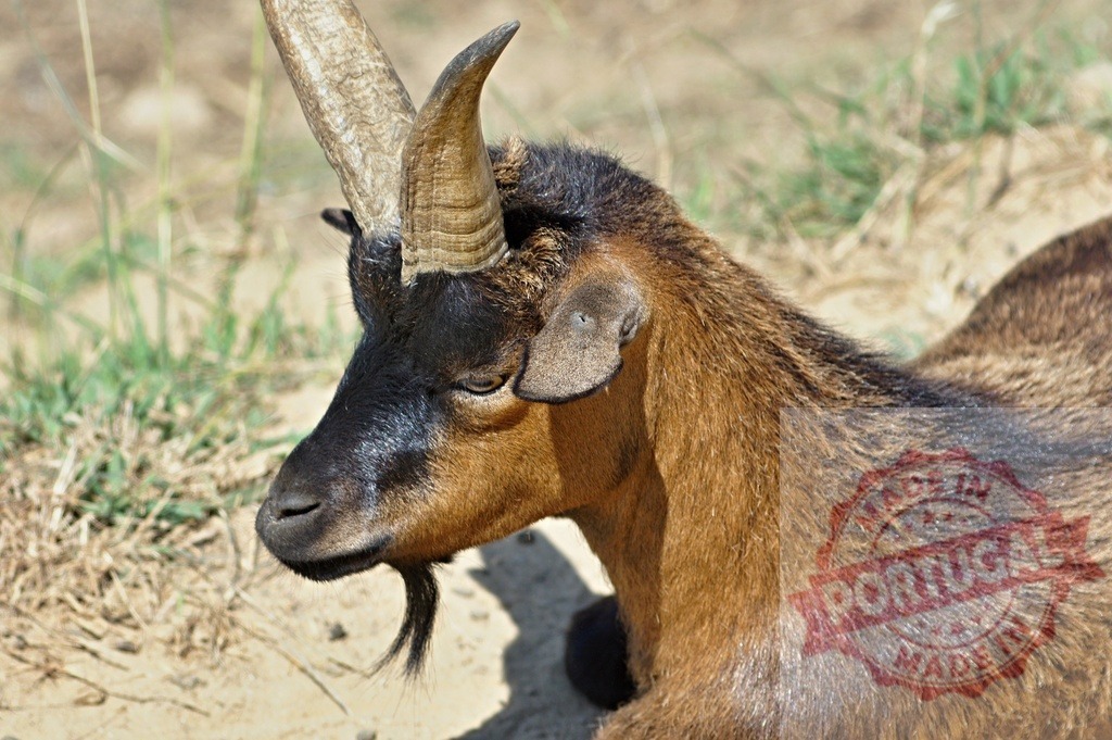 Domestic goat resting outdoors on a sunny day | Brown goat with horns and a goatee beard resting in dry grass - Realized with Pictrs.com