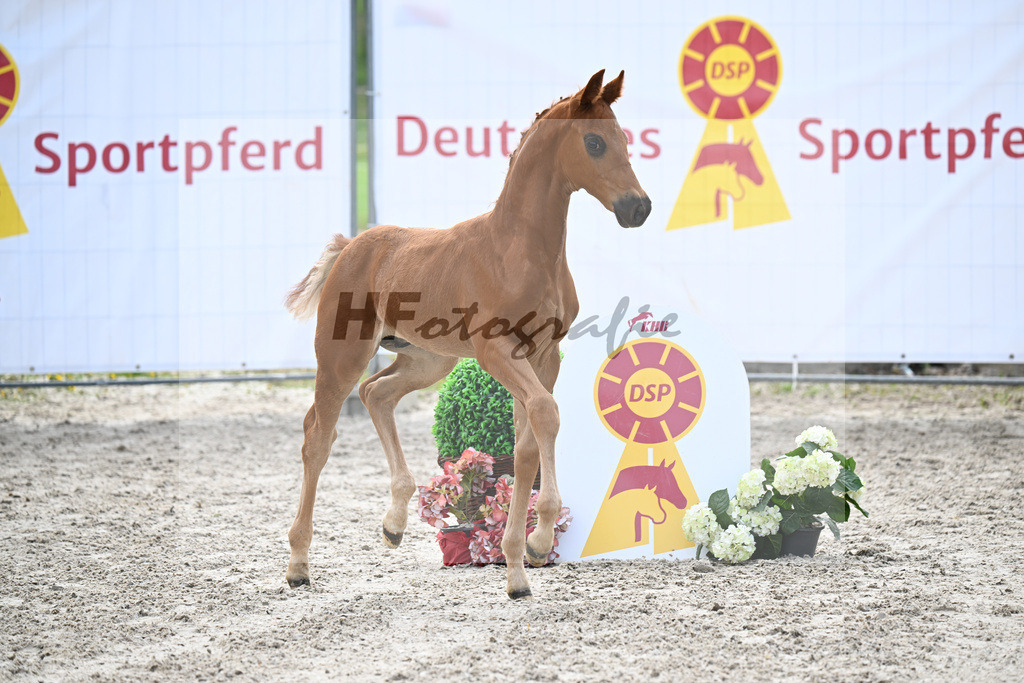 Kat-Nr. 5 HF Von Und Zu x Escamillo_von Unger_23260148 | hf-fotografie - Realisiert mit Pictrs.com