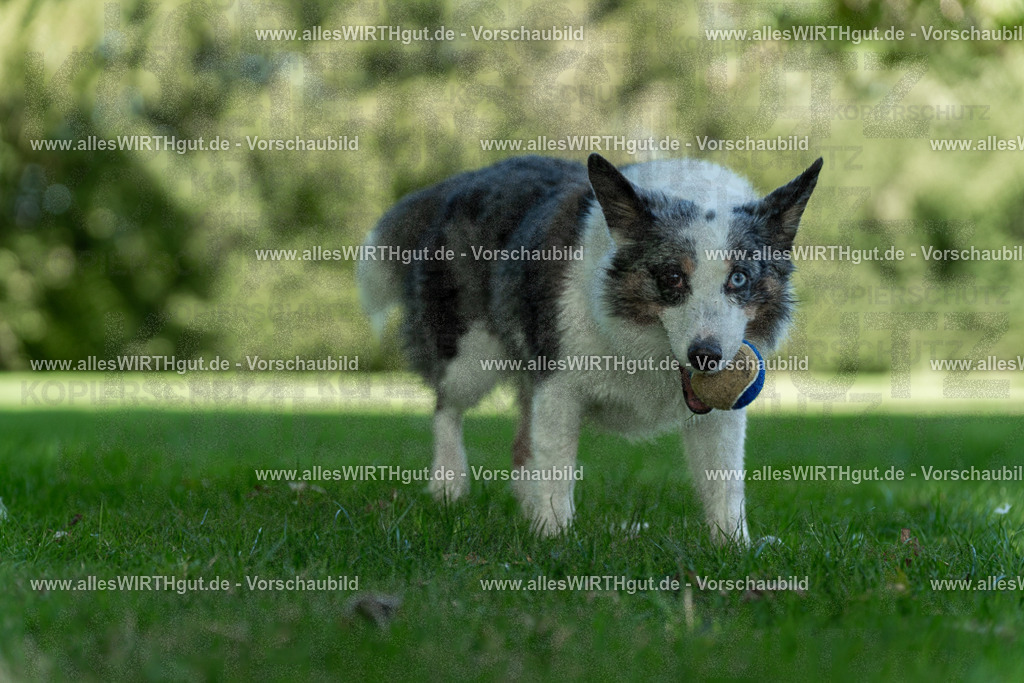 Hundeschwimmen_Volksbad_2026-allesWIRTHgut_Tierfotografie-2609061323-7R500714 | Professionelle Tierfotografie in Mönchengladbach von Daniel Wirth (allesWIRTHgut). Liebevolle & natürliche Bilder von Hunden & Katzen für unvergessliche Erinnerungen.