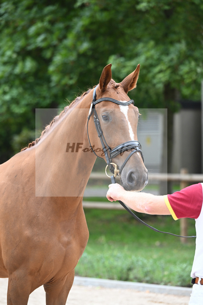 Kat-Nr. 27 Viva la Vida_Wittlinger_49221333 | hf-fotografie - Realisiert mit Pictrs.com