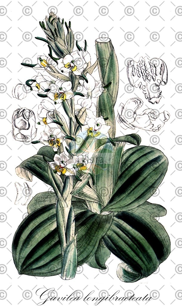 HistAbb_wfo-0000695649_1_ENZY_Simple | Historische Abbildung von Gavilea longibracteata - Orchidaceae | Historical Illustration of Gavilea longibracteata - Orchidaceae