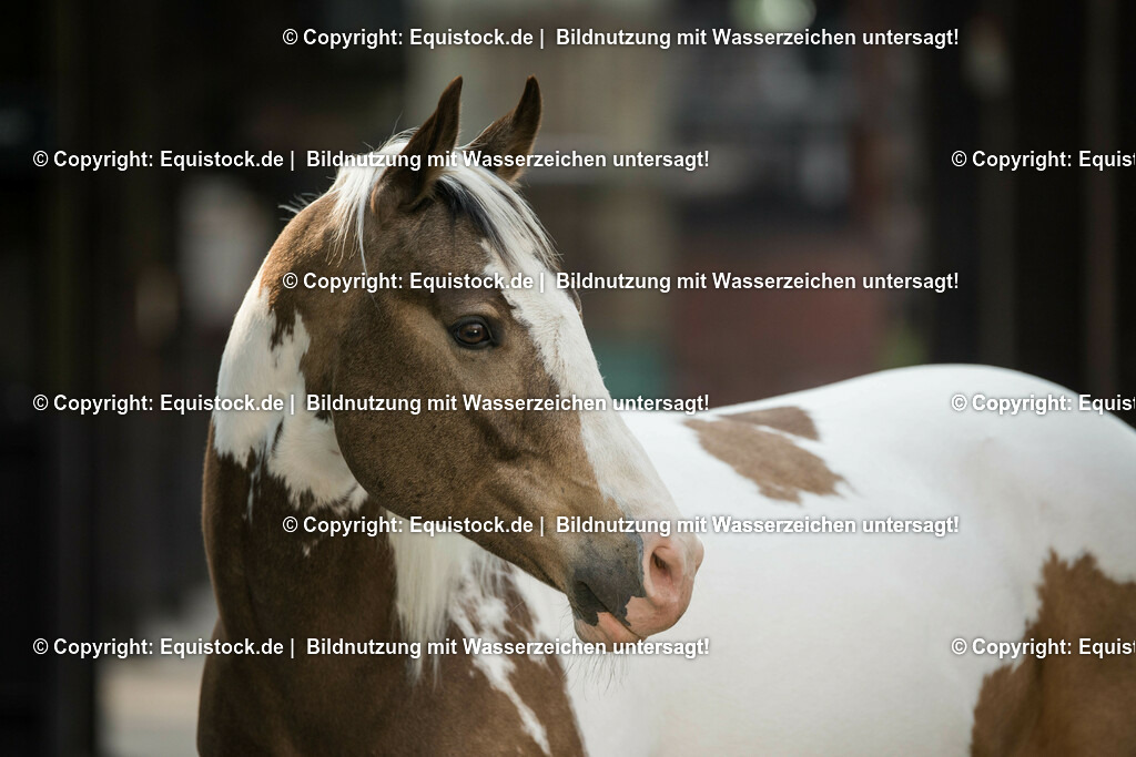 20160517_Schecke_in_Industrieanlage_0002 | Foto: Thomas Hartig