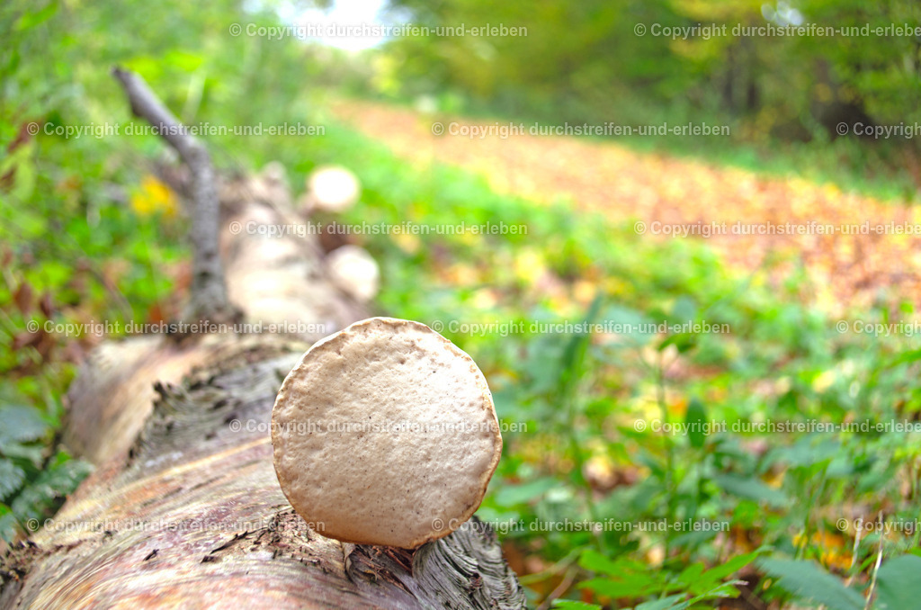 Birkenporling nährt sich vom Stamm | Ein Birkenporling wächst auf einem toten Baum, den der starke Wind jetzt fällte. - Realisiert mit Pictrs.com