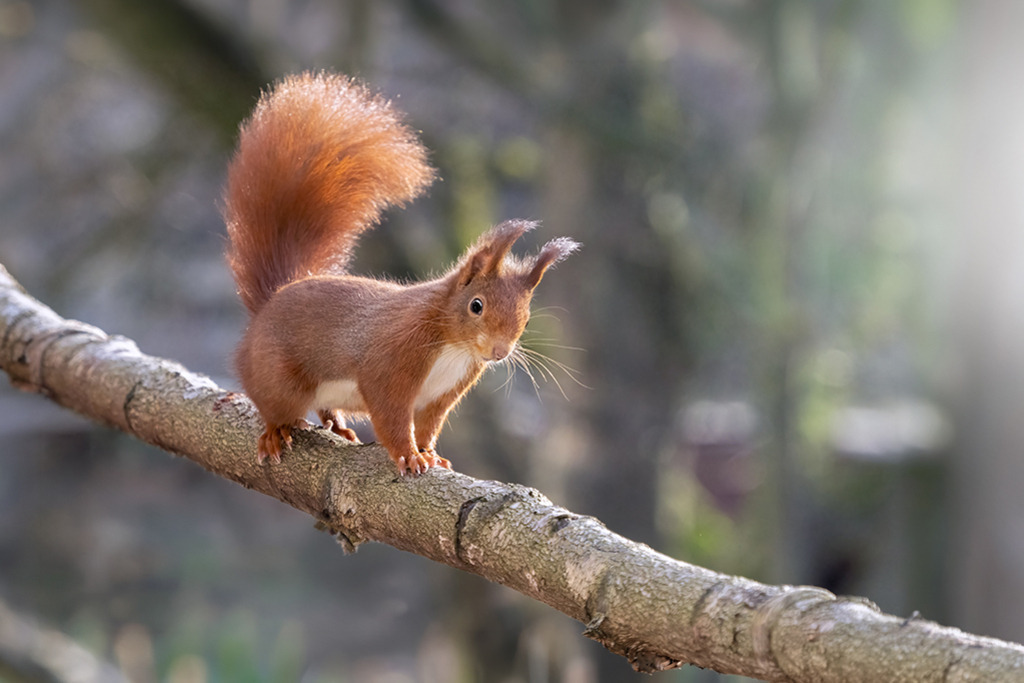 Eichhörnchen auf Ast | Deutschland | Premium-Wandbild von justsomewhere.com: Ein rotes Eichhörnchen balanciert im Profil auf einem dicken, bemoosten Ast, angestrahlt von feinem Gegenlicht vor einem weichen Wald-Bokeh in Deutschland. - Realisiert mit Pictrs.com