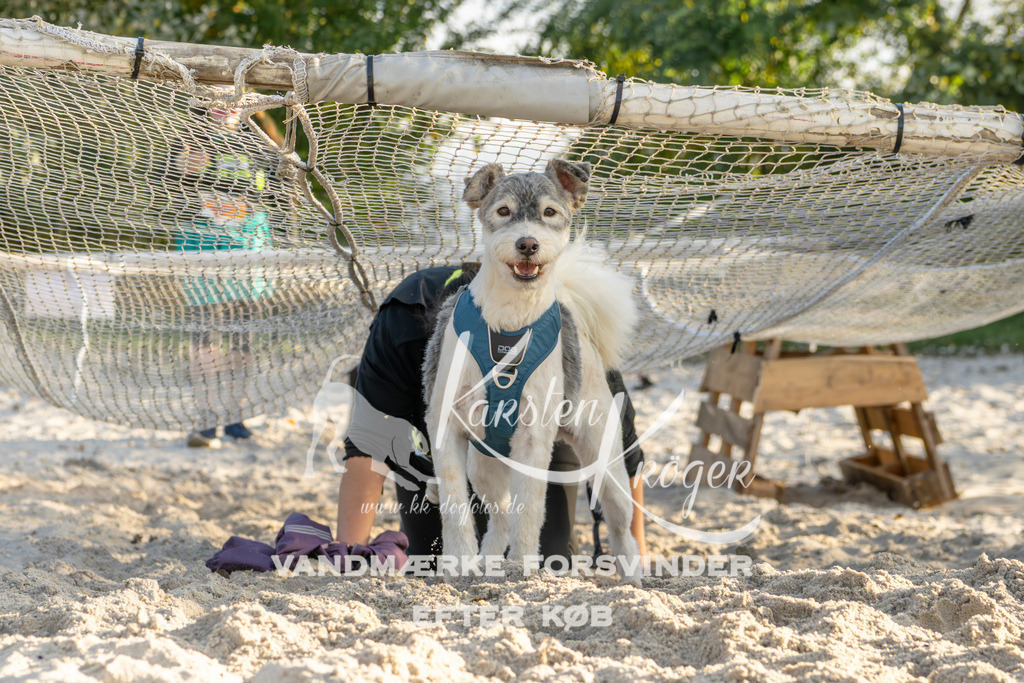 1647_ZZ99437 | kk-dogfotos